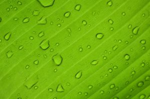 green IT russie.fr